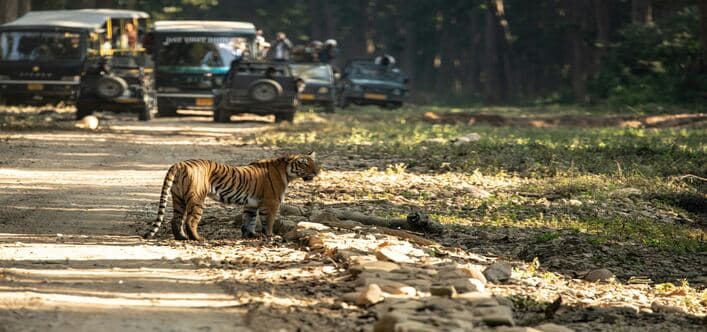 Wildlife Safari with Friends in Jim Corbett