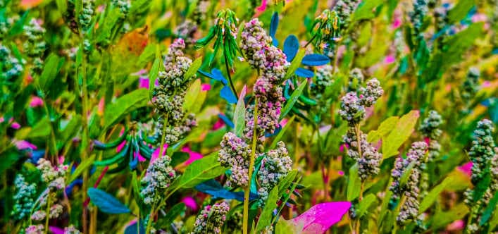 Ghangharia Inn, Uttarakhand