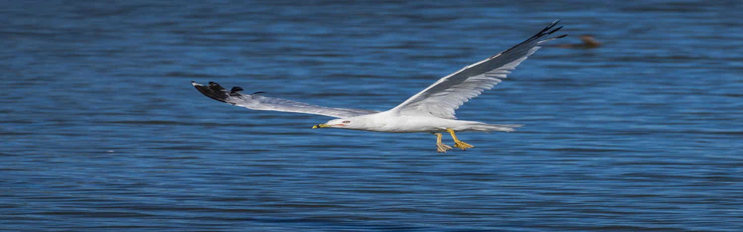 Birdwatching-Adventures-Destinations-That-Offer-the-Best-Spottings