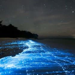 Bioluminescence Beach in Andaman
