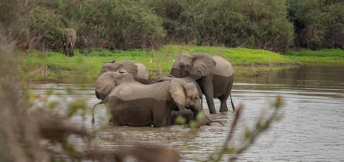 Engage in Responsible Wildlife Encounters