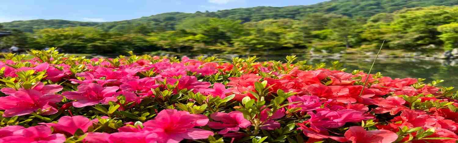 Spring-break-special-Budget-friendly-spring-destinations-for-March