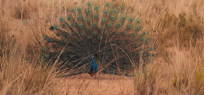 Pachmarhi & Kanha National Park, Madhya Pradesh