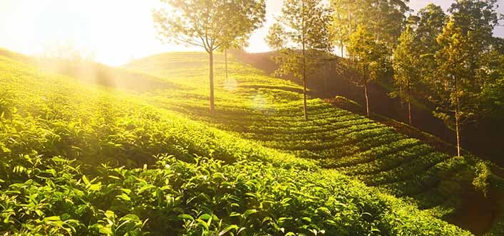 Munnar & Wayanad, Kerala