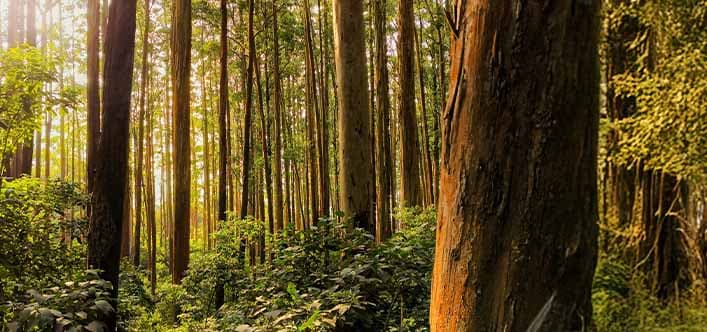 Ooty & Kotagiri, Tamil Nadu