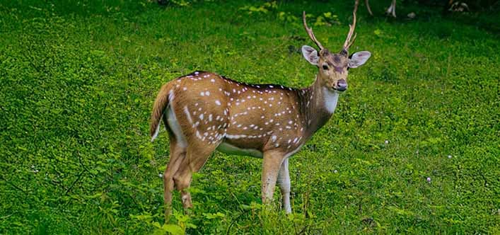 Nature-based Exploration