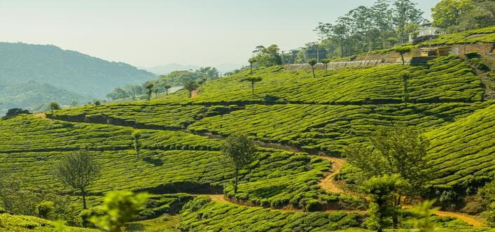 Munnar, Kerala