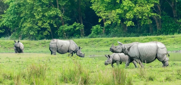 Kaziranga National Park