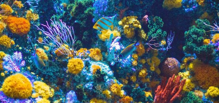 Sustainability and Conservation Efforts