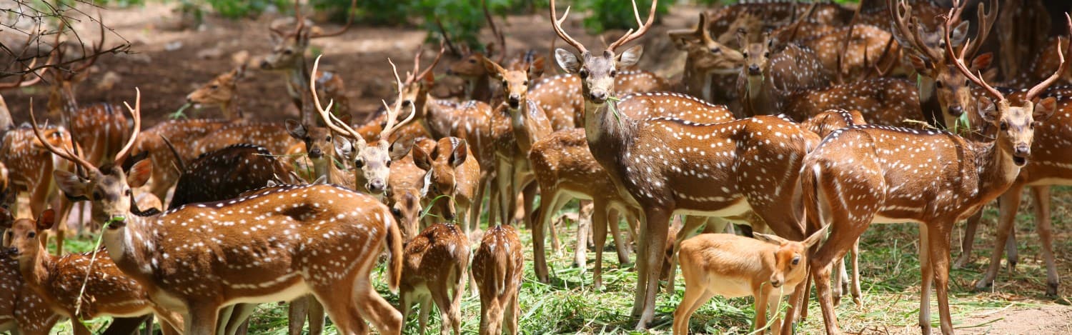 dandeli-wildlife-sanctuary-guide