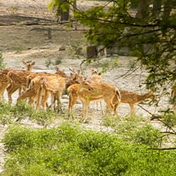 Bhadra Wildlife Sanctuary, Karnataka