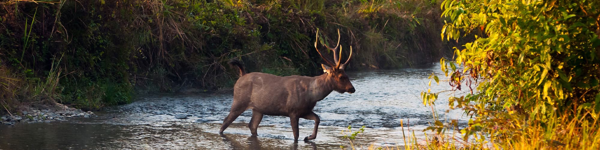 top-20-wildlife-sanctuary-in-india